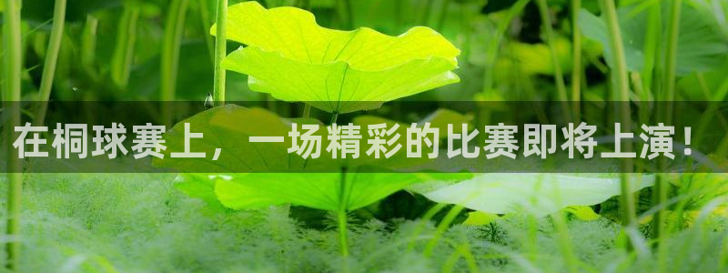  b0b体育在哪下载：在桐球赛上，一场精彩的比赛即将上演！