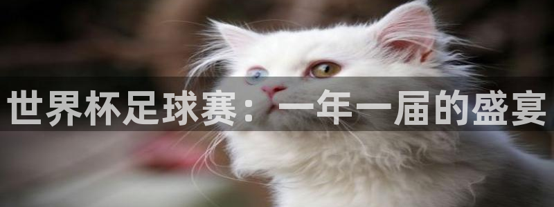  b体育入口：世界杯足球赛：一年一届的盛宴